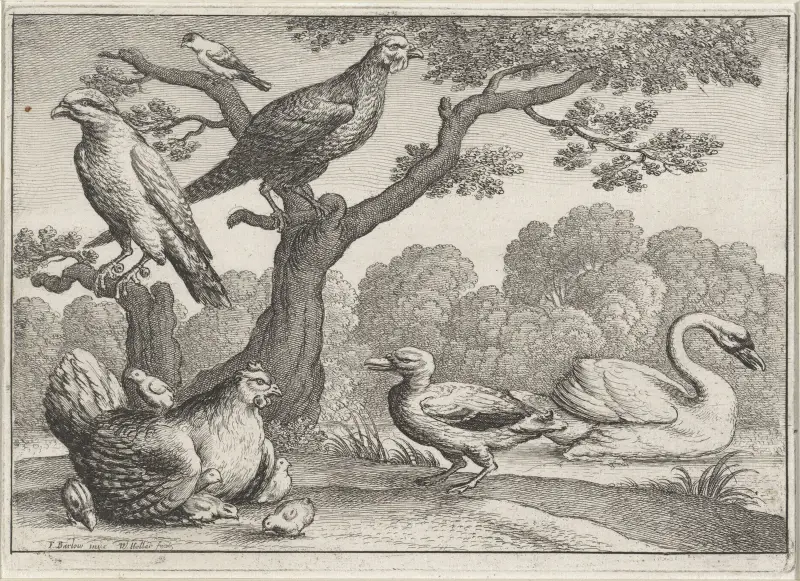 Fåglar vid en flod av Wenceslaus Hollar