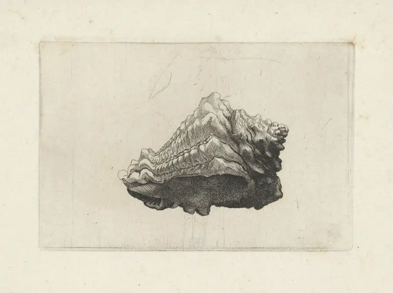 Karibische Vasenschnecke (Vasum muricatum) von Wenceslaus Hollar