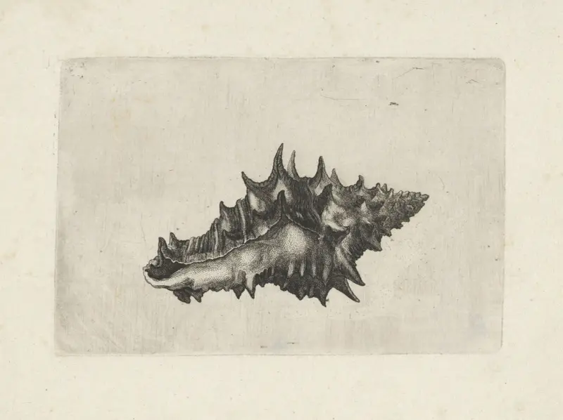 Keramická váza (Vasum ceramicum), Wenceslaus Hollar