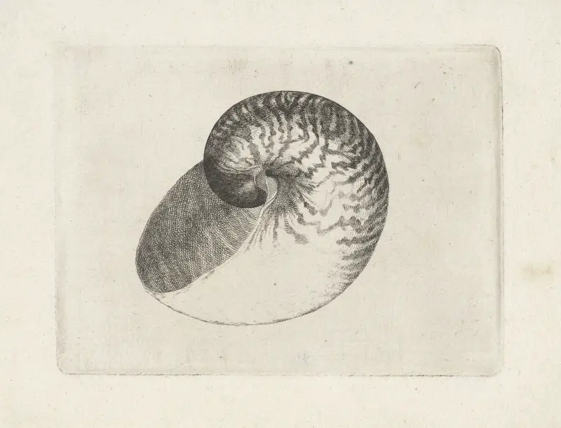 Łodzik (Nautilus pompilius), Wenceslaus Hollar
