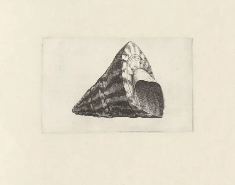 Komerční krunýřovka (Trochus niloticus), Wenceslaus Hollar
