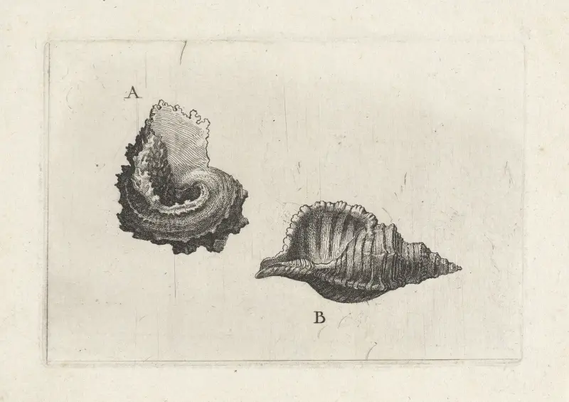 Common delphinula (Angaria delphinus) (A) and hairy triton (Cymatium pileare) (B) av Wenceslaus Hollar