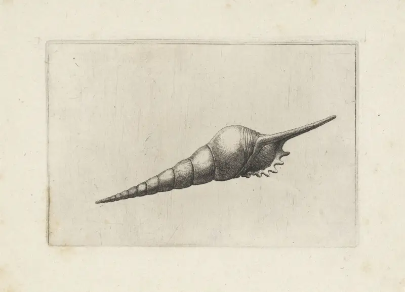 Dunkelmündige Tibia (Tibia fusus melanocheilus) von Wenceslaus Hollar