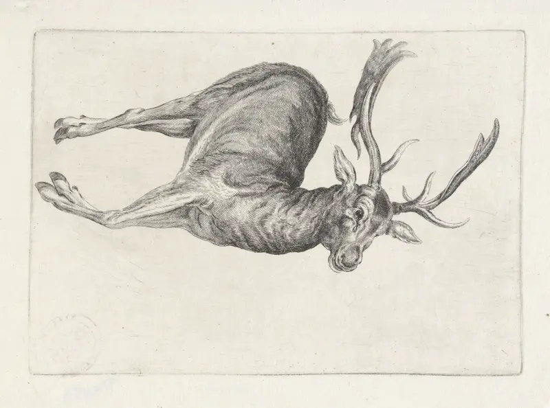 Dead fallow buck lying on its left side, with head to right av Wenceslaus Hollar