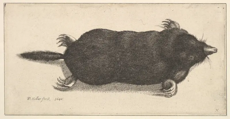 Toter Maulwurf, 1646 – Nr. 1 von Wenceslaus Hollar