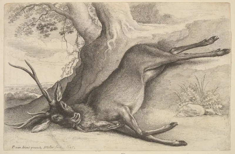 Toter Hirsch von Wenceslaus Hollar