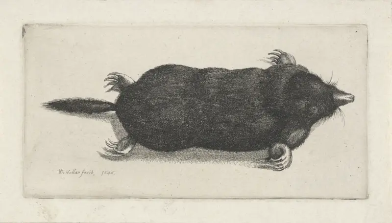 Mrtvý krtek, Wenceslaus Hollar
