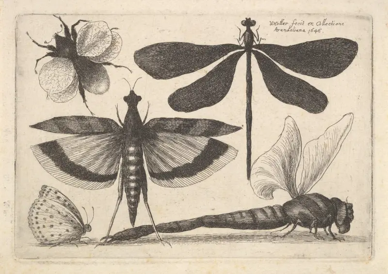 Libellen und eine Hummel von Wenceslaus Hollar