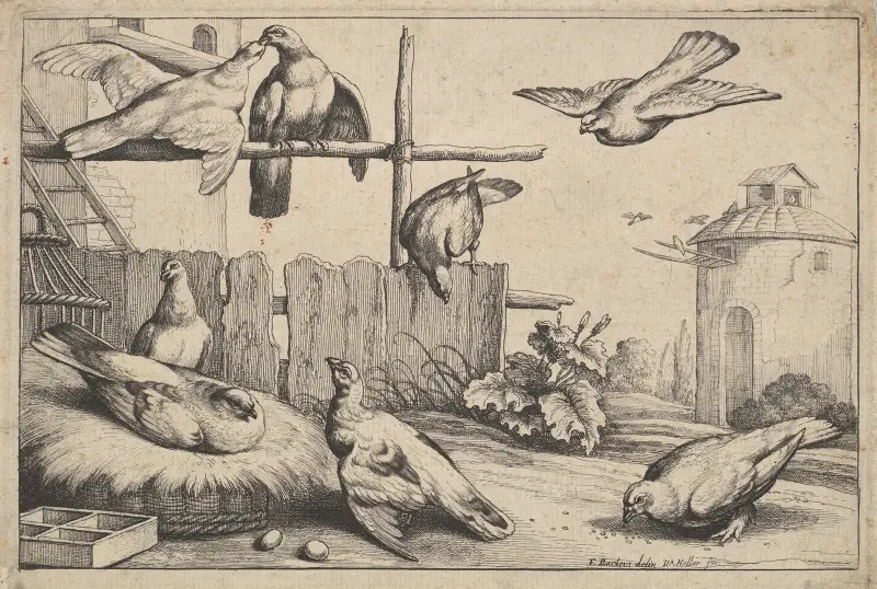 Åtta duvor på en bondgård vid ett duvslag, duvslag i bakgrunden av Wenceslaus Hollar