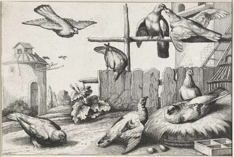 Eight pigeons in a farmyard near a coup; a dovecote in the background av Wenceslaus Hollar