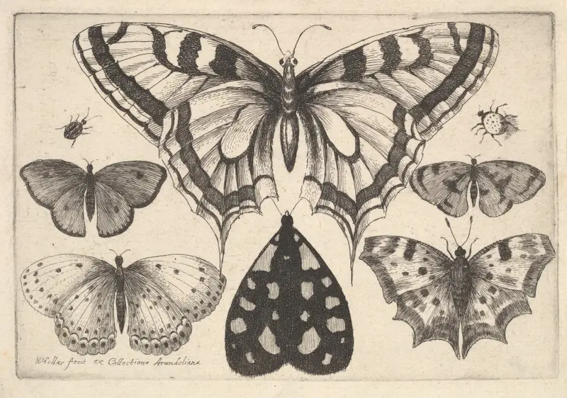 Fünf Schmetterlinge, ein Nachtfalter und zwei Käfer von Wenceslaus Hollar