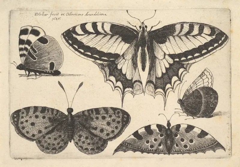 Fem fjärilar av Wenceslaus Hollar