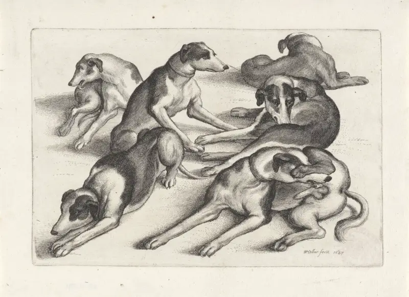 Five hounds lying on the ground, licking themselves av Wenceslaus Hollar