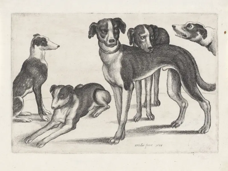 Fünf Hunde, der ganz links sitzend, der nächste liegend, die übrigen stehend von Wenceslaus Hollar