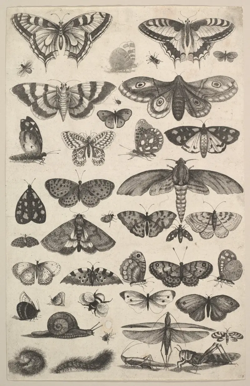 Einundvierzig Insekten, darunter Nachtfalter und Tagfalter von Wenceslaus Hollar