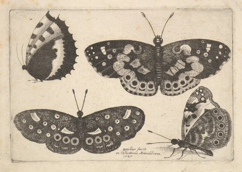 Vier Schmetterlinge von Wenceslaus Hollar