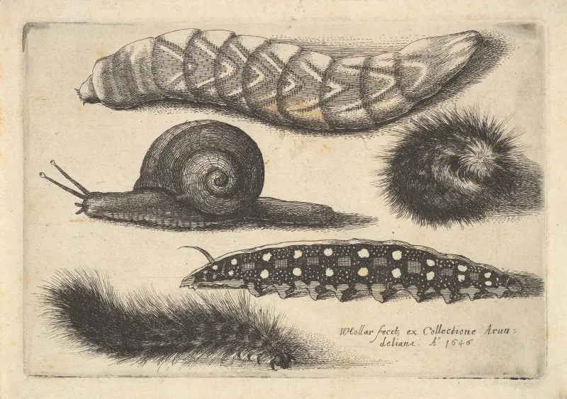 Vier Raupen und eine Schnecke von Wenceslaus Hollar