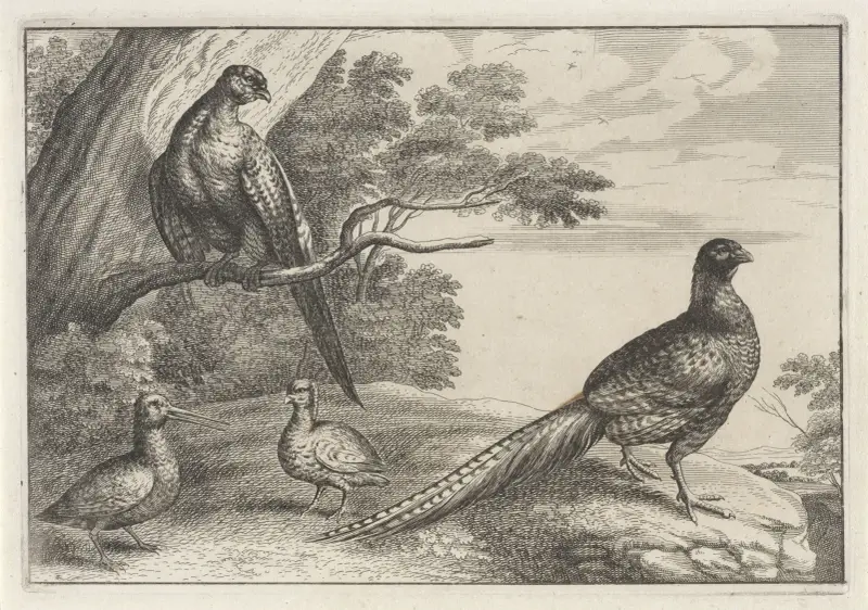 Fyra fasaner i ett skogslandskap, en av dem stående på en trädgren till vänster av Wenceslaus Hollar