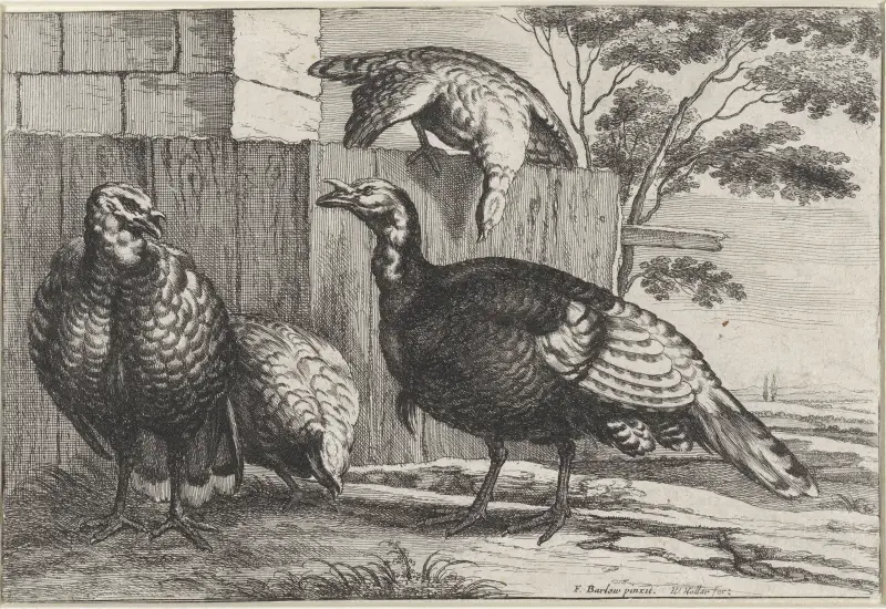 Fyra kalkoner vid ett staket av Wenceslaus Hollar