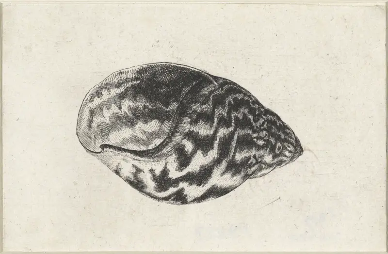 Riesige Ghana-Landschnecke (Achatina achatina) von Wenceslaus Hollar