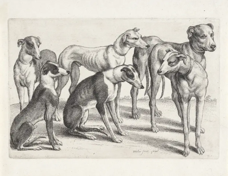 Grupa sześciu psów gończych na polu, Wenceslaus Hollar