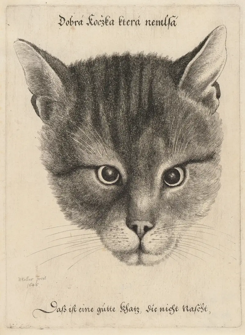 Katzenkopf von Wenceslaus Hollar