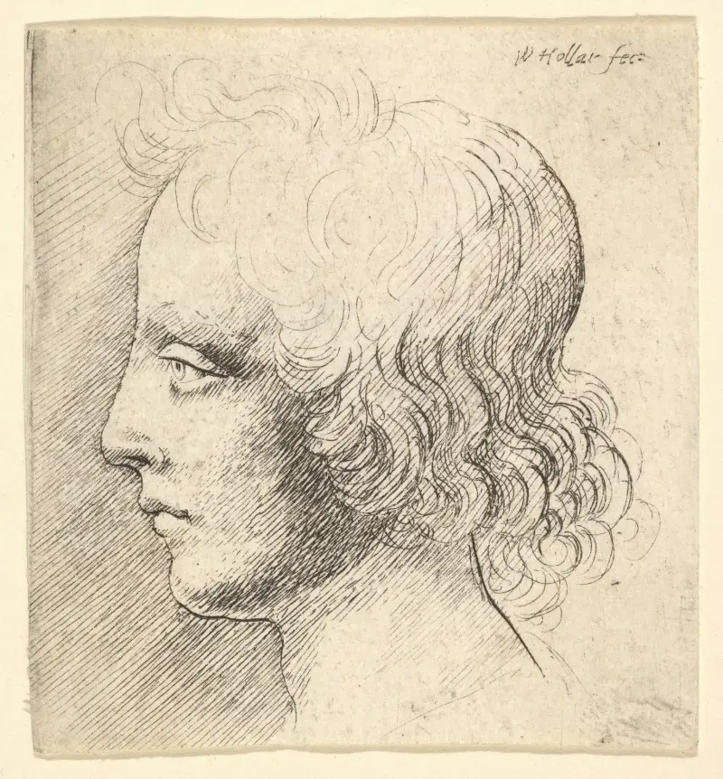Kopf eines jungen Mannes von Wenceslaus Hollar