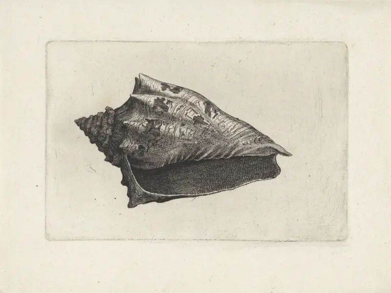 Hebräische Volute (Voluta ebraea) von Wenceslaus Hollar