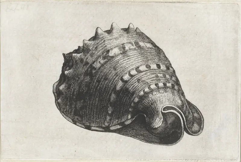 Gehörnter Helm (Cassis cornuta) von Wenceslaus Hollar