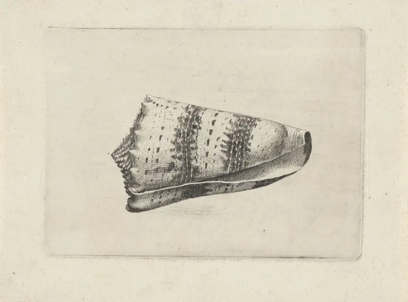 Kaiserliche Kegelschnecke (Conus imperialis) von Wenceslaus Hollar