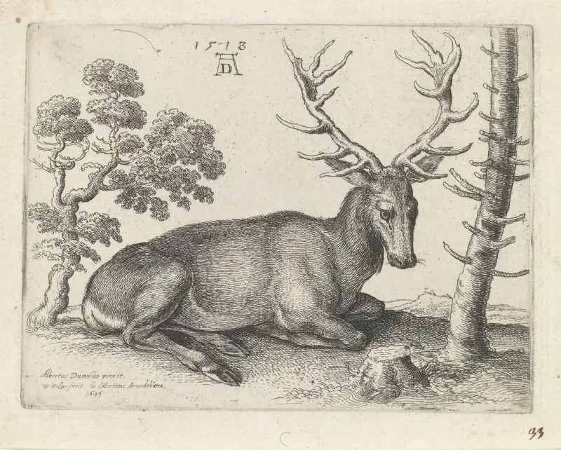 Leżący jeleń, w prawo, Wenceslaus Hollar