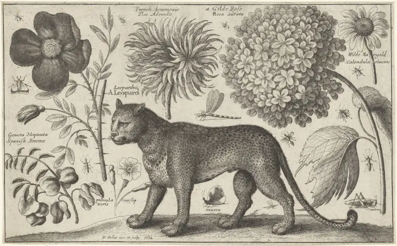 Leopard, Blumen und Insekten von Wenceslaus Hollar