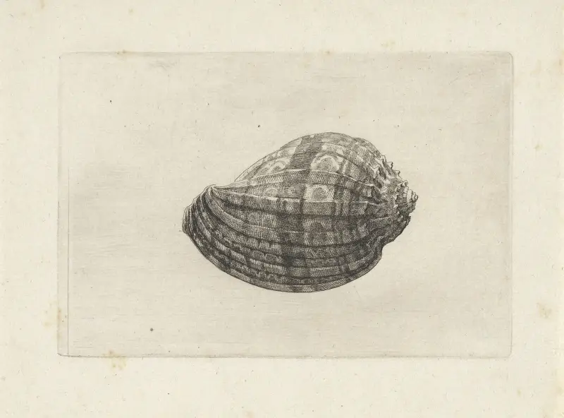Große Harfenschnecke (Harpa major) von Wenceslaus Hollar