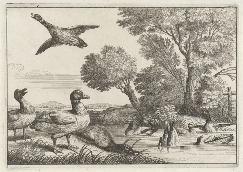 Nio ankor i olika ställningar i ett flodlandskap med pilträd av Wenceslaus Hollar