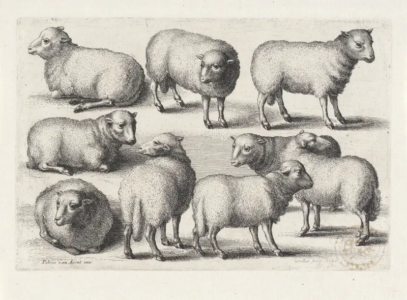 Neun Schafe auf einem Feld von Wenceslaus Hollar