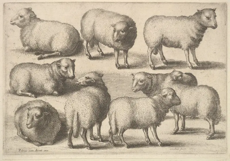 Neun Schafe von Wenceslaus Hollar