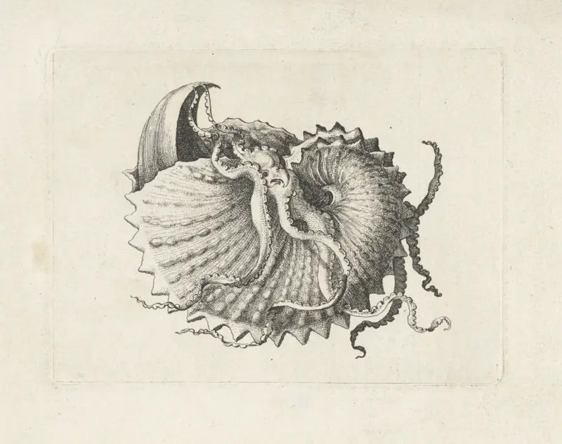 Nodose Papiernautilus (Argonauta nodosa) von Wenceslaus Hollar