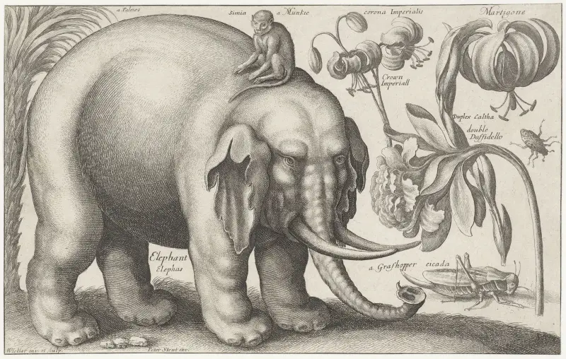 Elefant, Affe, Blumen und Insekten von Wenceslaus Hollar