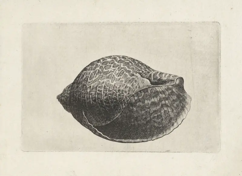 Pazifische Rebhuhn-Schnecke (Tonna perdix) von Wenceslaus Hollar