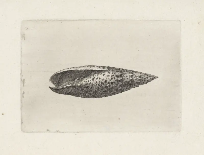 Päpstliche Mitra (Mitra papalis) von Wenceslaus Hollar
