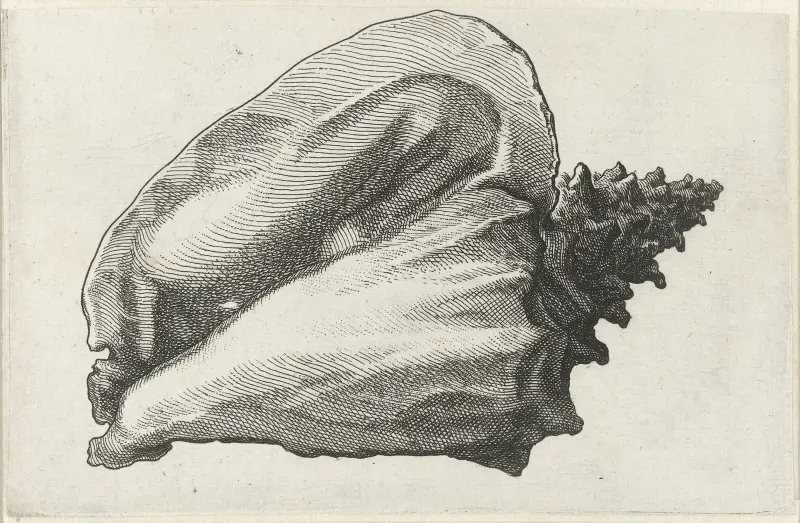 Rosa Schnecke (Strombus gigas) von Wenceslaus Hollar