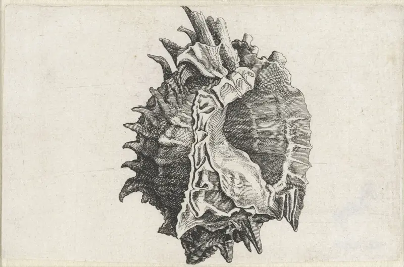 Rosa Mund Murex (Phyllonotus erythrostomus) von Wenceslaus Hollar