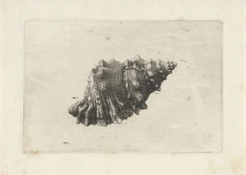 Rötliche Froschmuschel (Bursa rubeta) von Wenceslaus Hollar