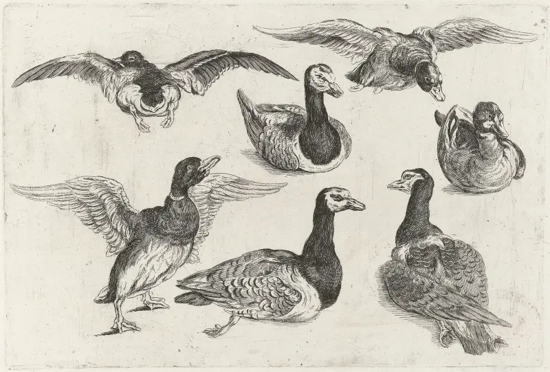 Sieben Enten von Wenceslaus Hollar