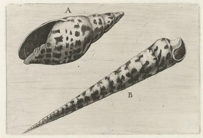 Gehäuse der Kardinalsmitra (Mitra cardinalis) (A) und der Pfriemschnecke (Terebra subulata) (B) von Wenceslaus Hollar