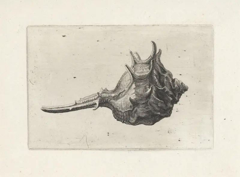 Kurzdornige Stachelschnecke (Murex brevispina) von Wenceslaus Hollar