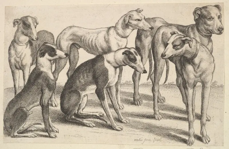 Sechs Hunde von Wenceslaus Hollar