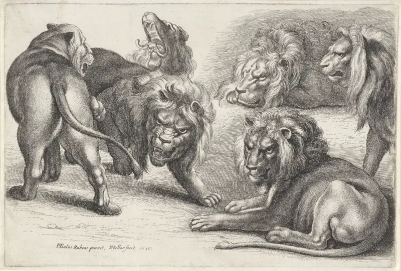 Sechs Löwen in verschiedenen Haltungen von Wenceslaus Hollar