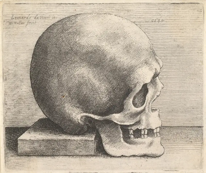 Kranium i profil mot höger av Wenceslaus Hollar