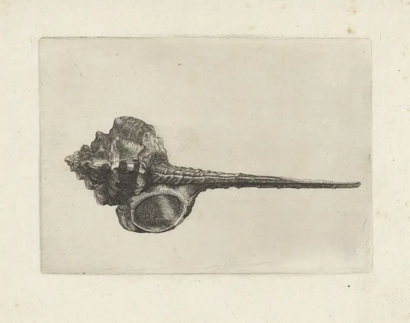 Schnepfenschnabel-Murex (Murex haustellum) von Wenceslaus Hollar